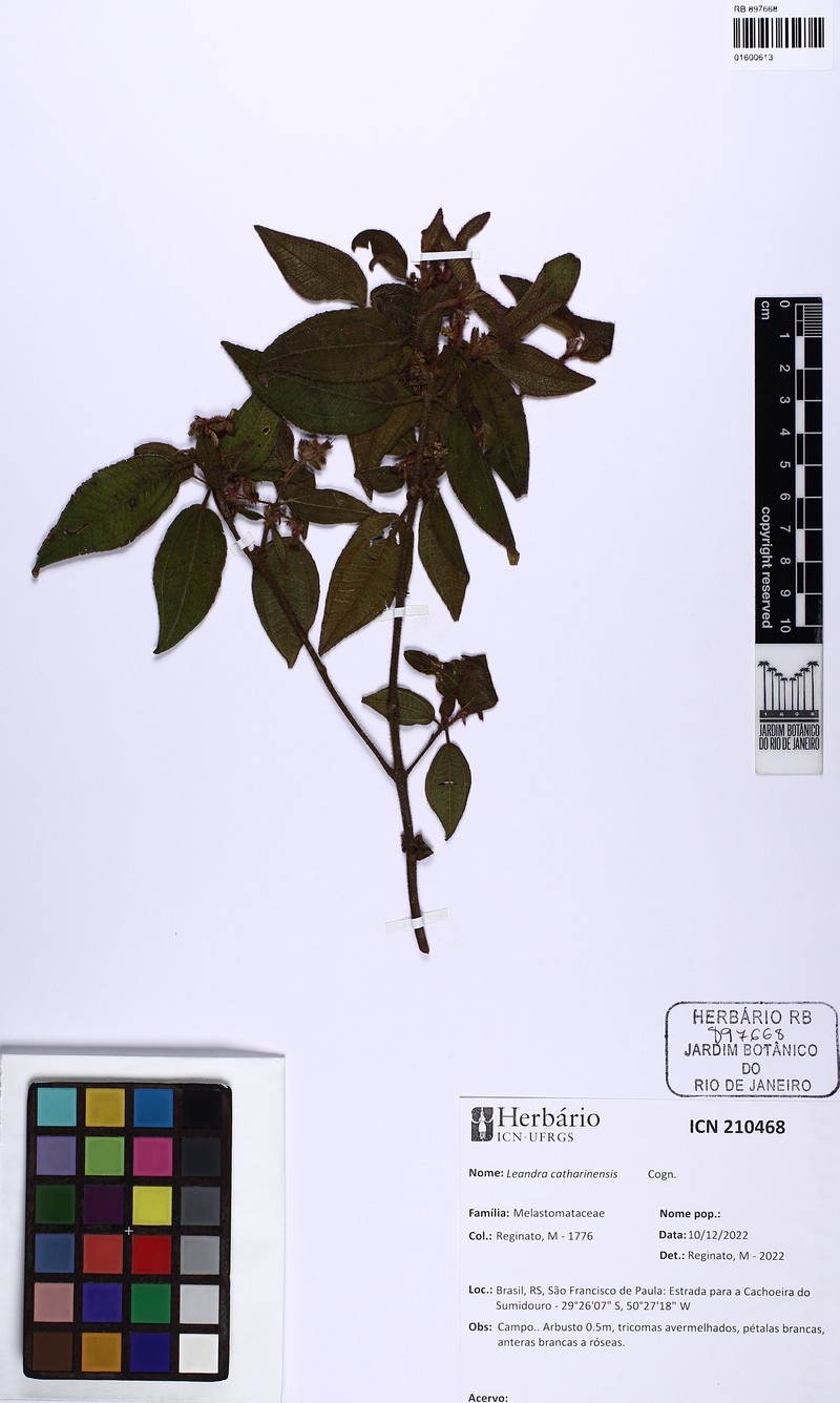 Miconia catharinensis
