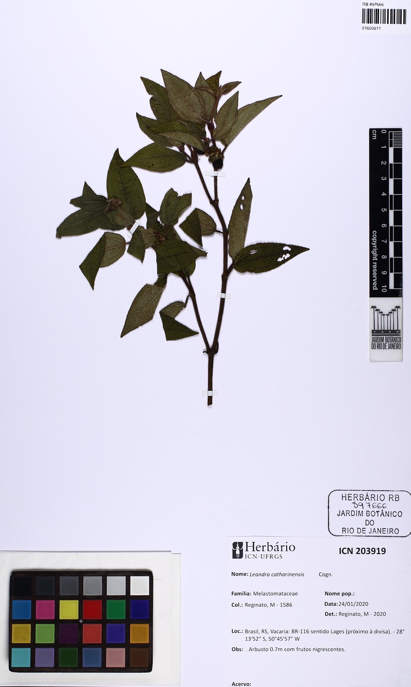 Miconia catharinensis photo 2