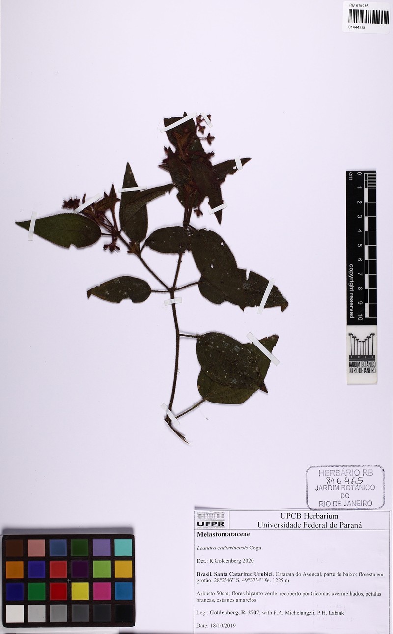 Miconia catharinensis photo 3