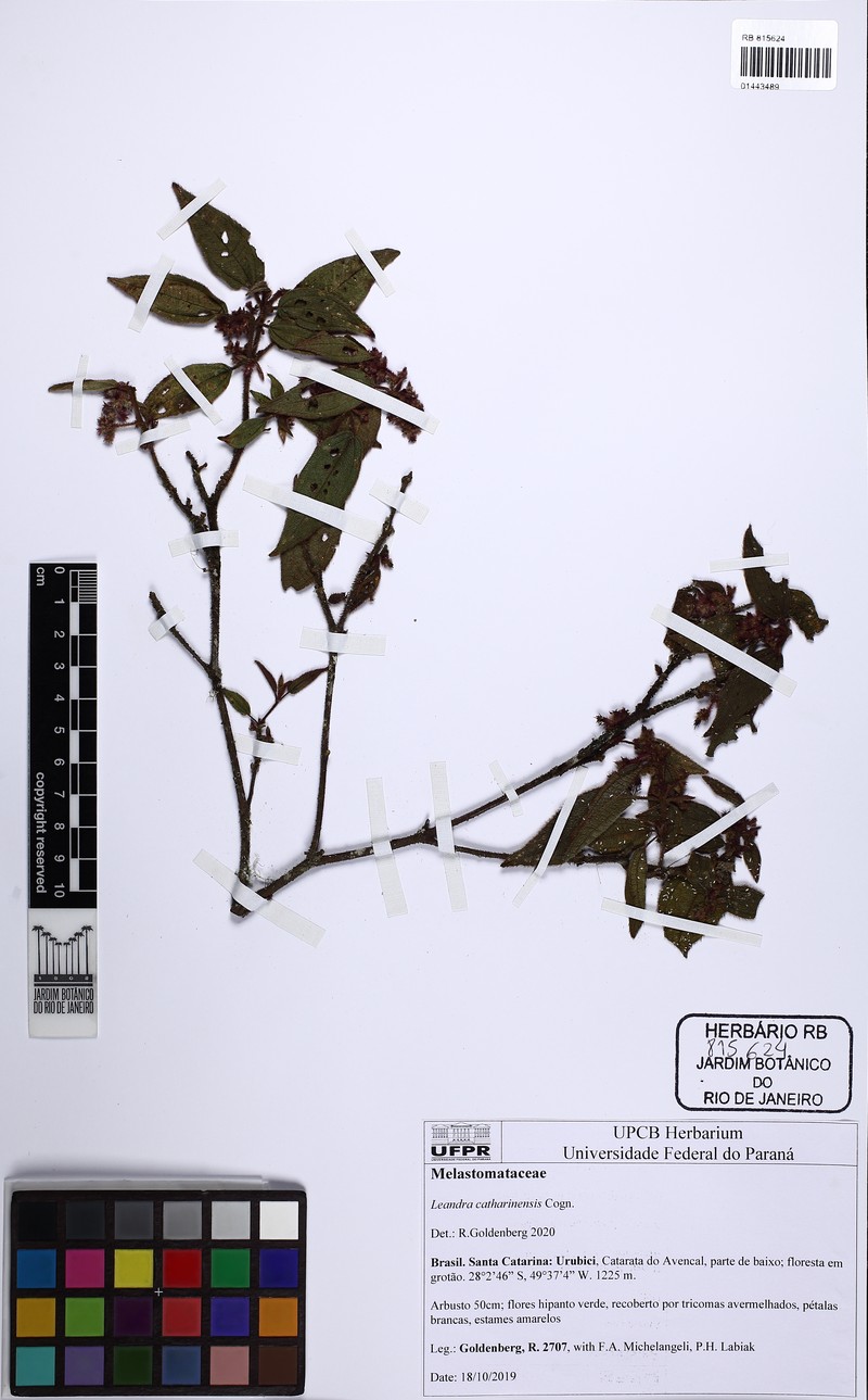 Miconia catharinensis photo 4