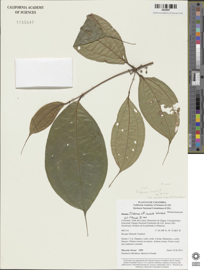 Miconia caudatifolia