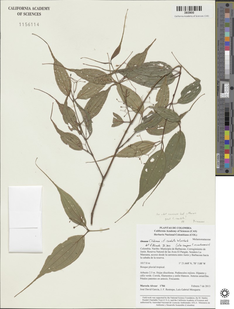 Miconia caudatifolia photo 2