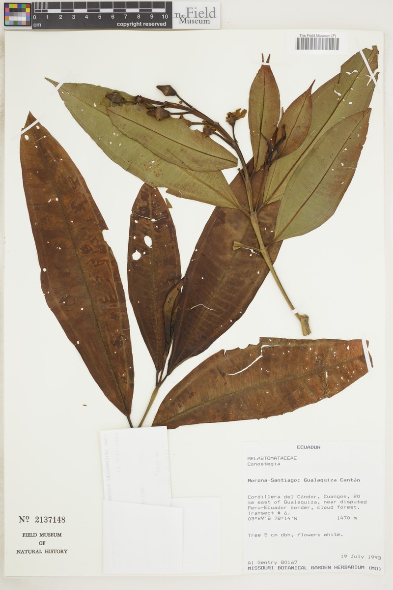 Miconia cava