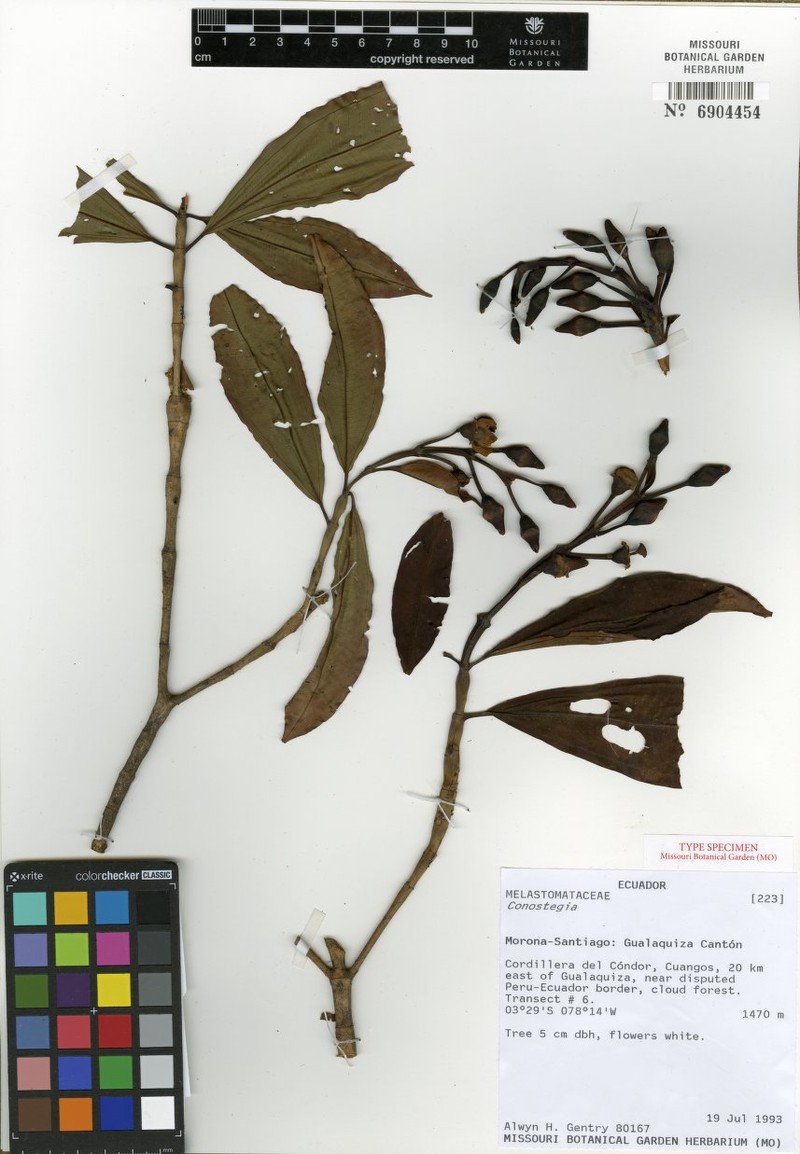 Miconia cava photo 2