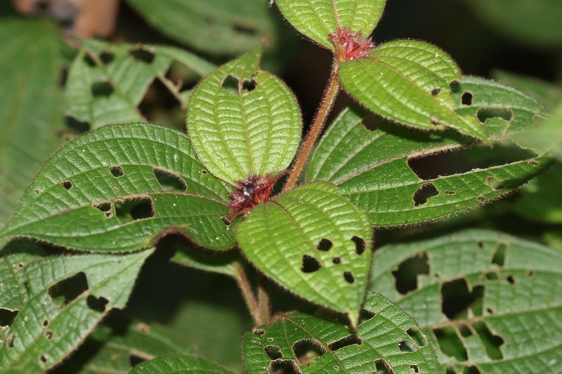 Miconia cephaloides