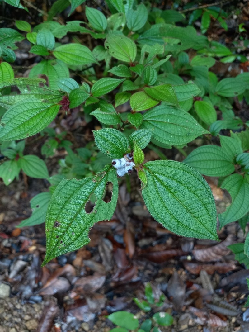 Miconia cephaloides photo 2