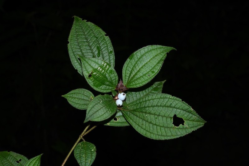 Miconia cephaloides photo 3