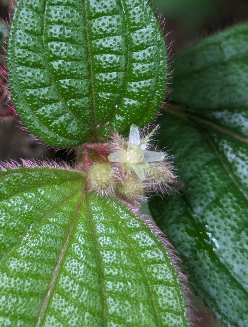 Miconia cephaloides photo 4