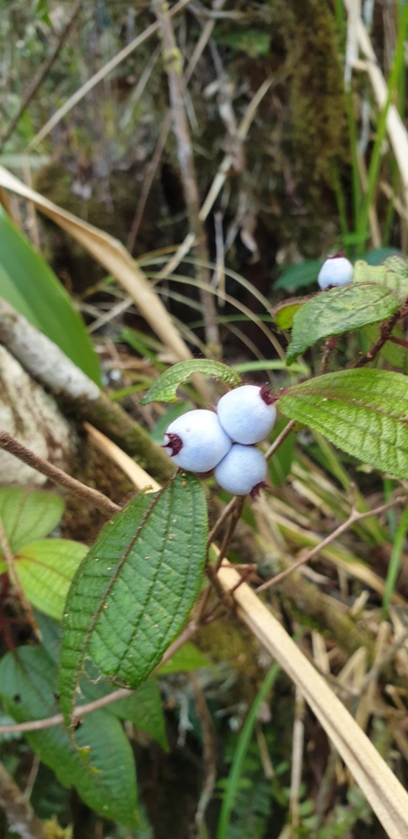 Miconia cephaloides photo 5