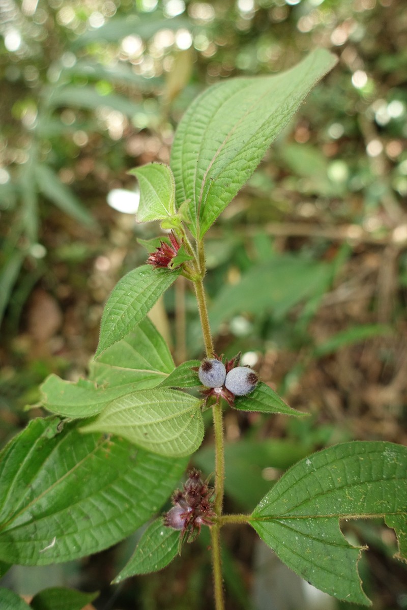 Miconia cephaloides photo 6