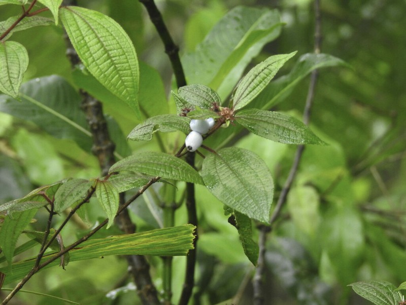 Miconia cephaloides photo 7