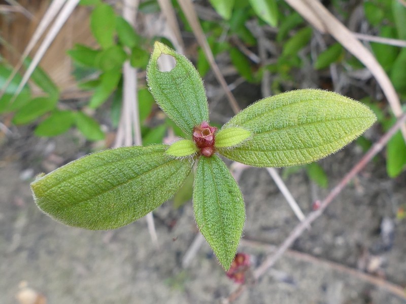 Miconia cephaloides photo 8