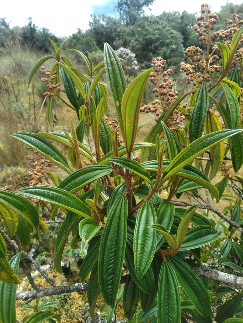 Miconia cernuiflora