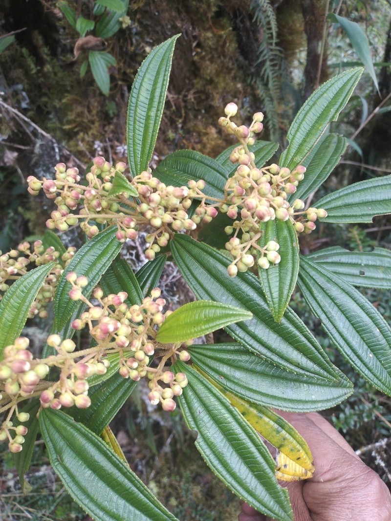 Miconia cernuiflora photo 2