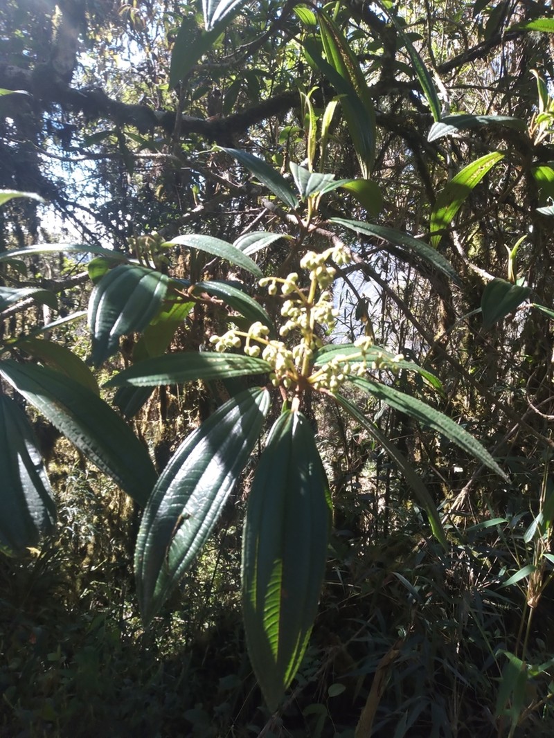 Miconia cernuiflora photo 3