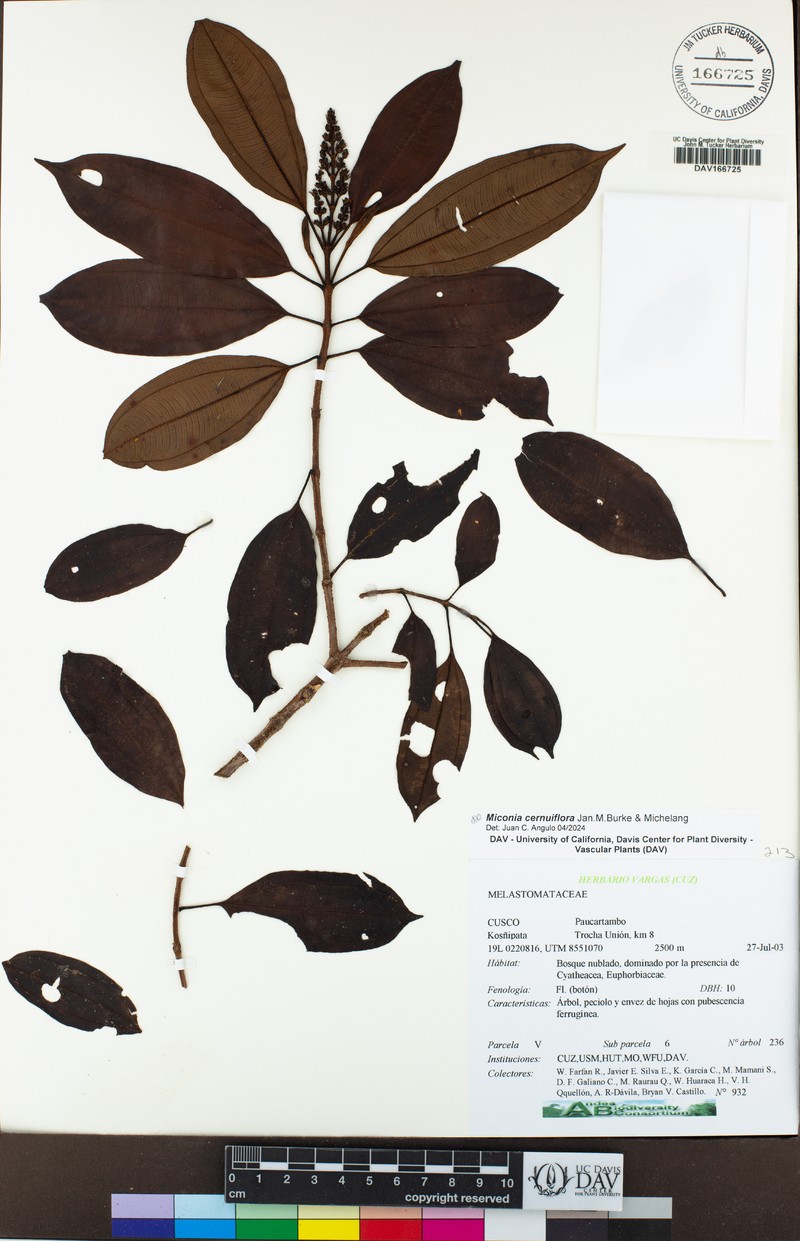 Miconia cernuiflora photo 4