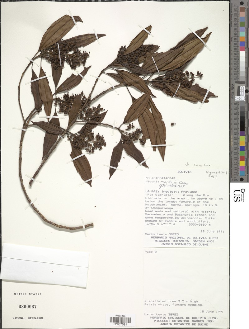 Miconia cernuiflora photo 5
