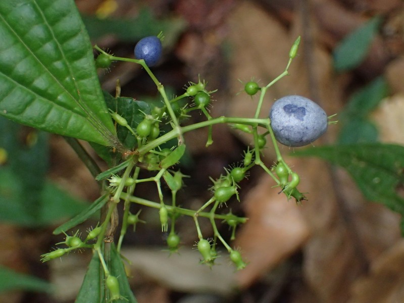 Miconia chaetodonta
