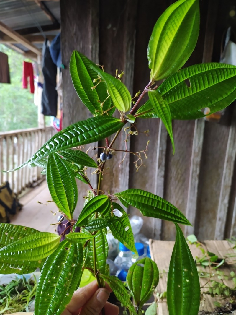 Miconia chaetodonta photo 2