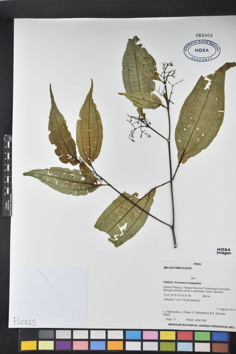 Miconia chaetodonta photo 3