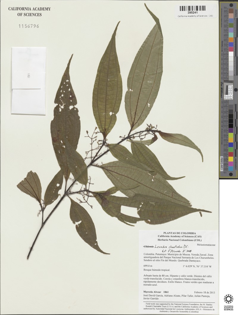 Miconia chaetodonta photo 4
