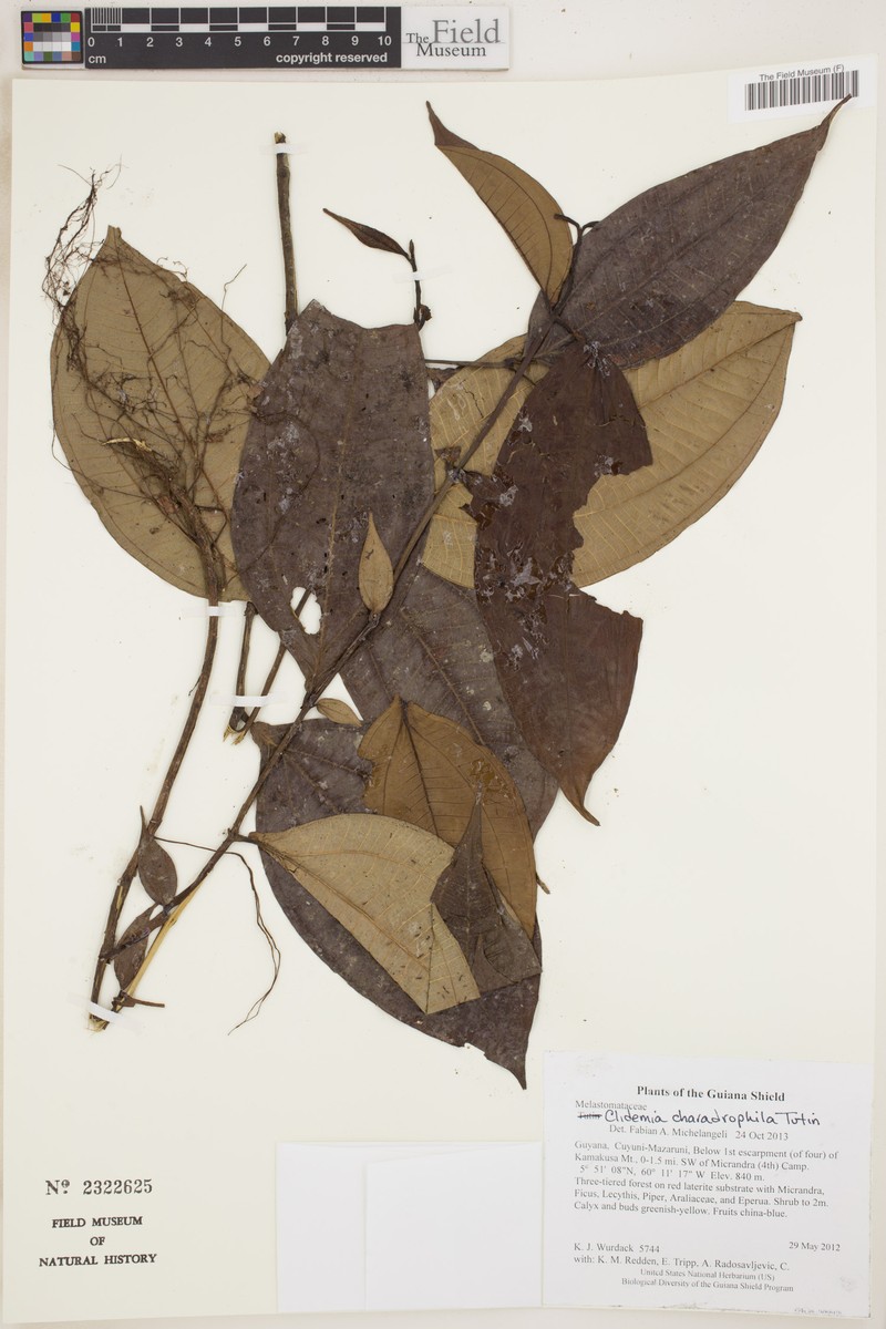Miconia charadrophila