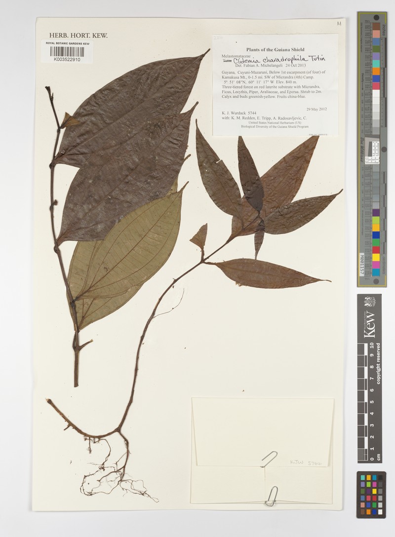 Miconia charadrophila photo 2