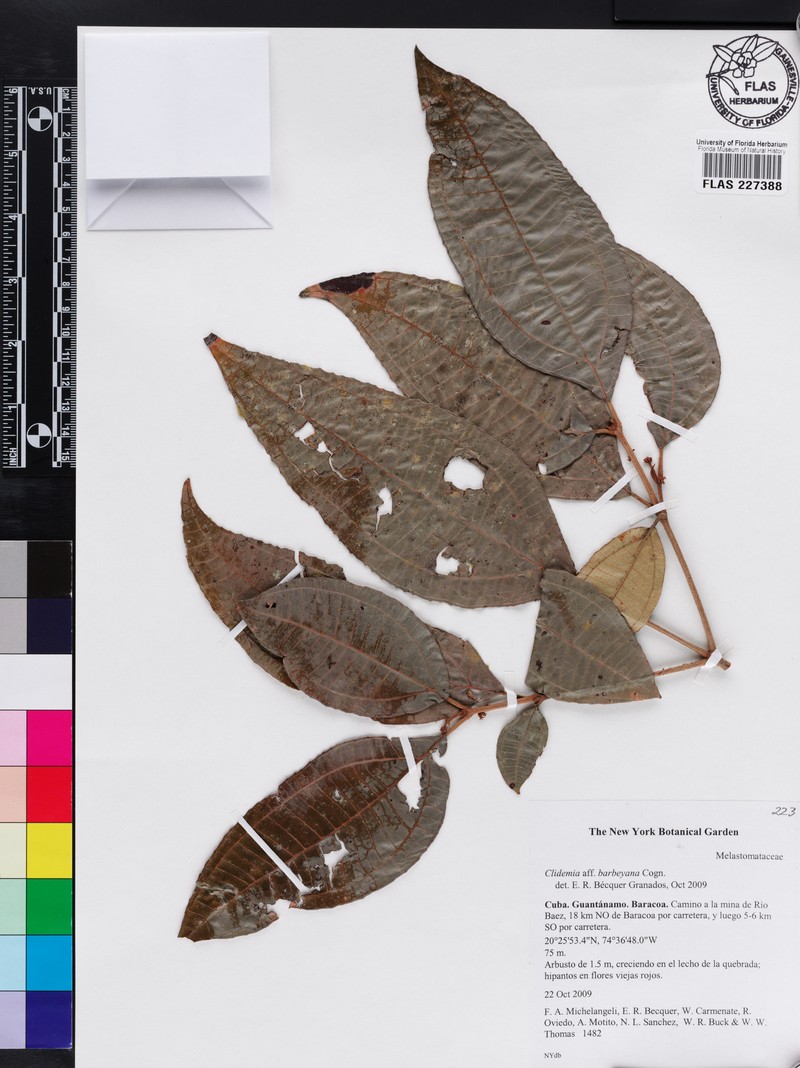 Miconia charleswrightii