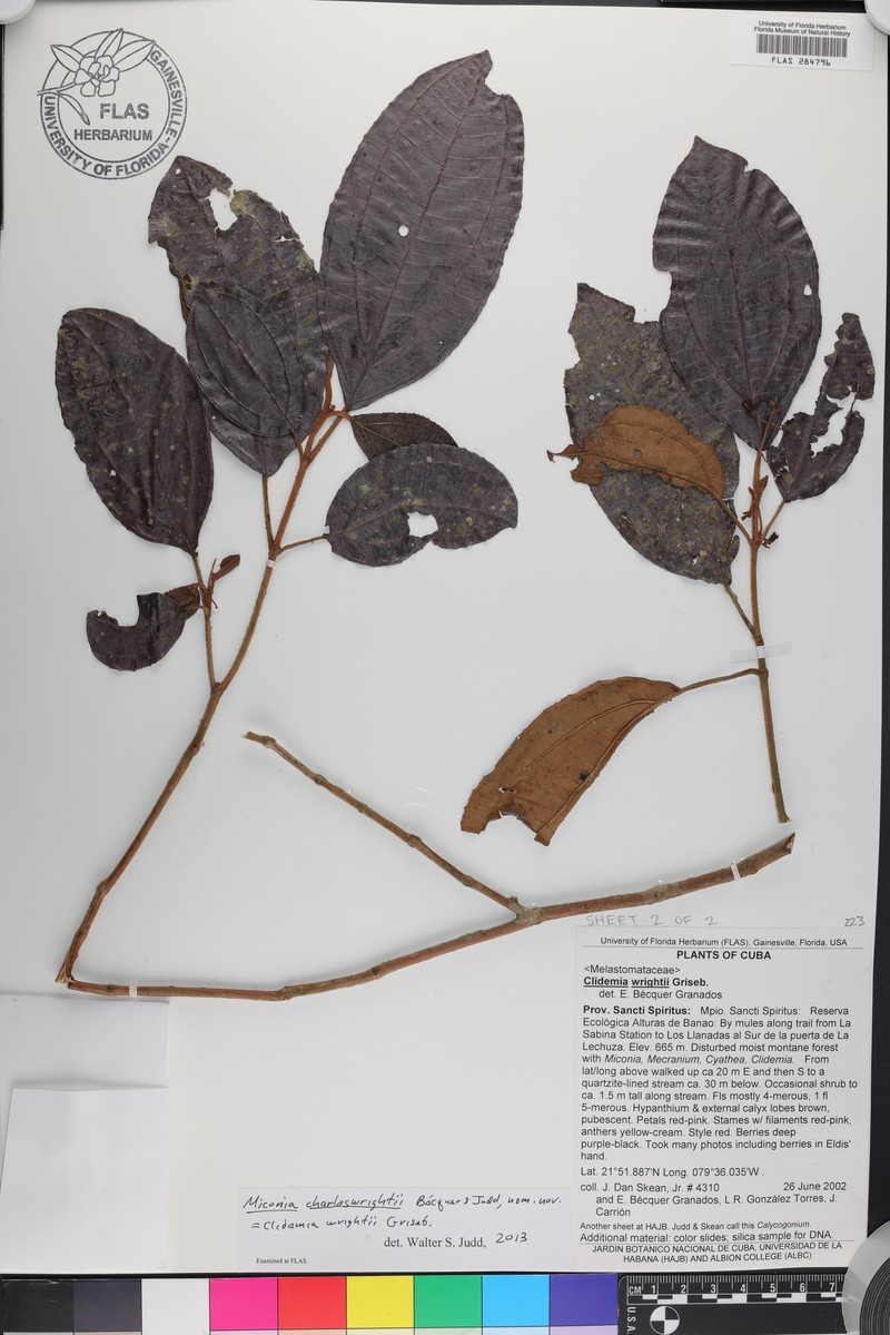 Miconia charleswrightii photo 2