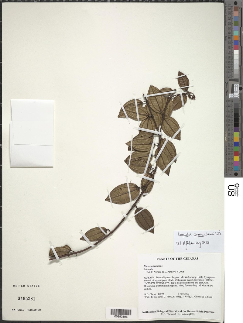 Miconia chimantensis
