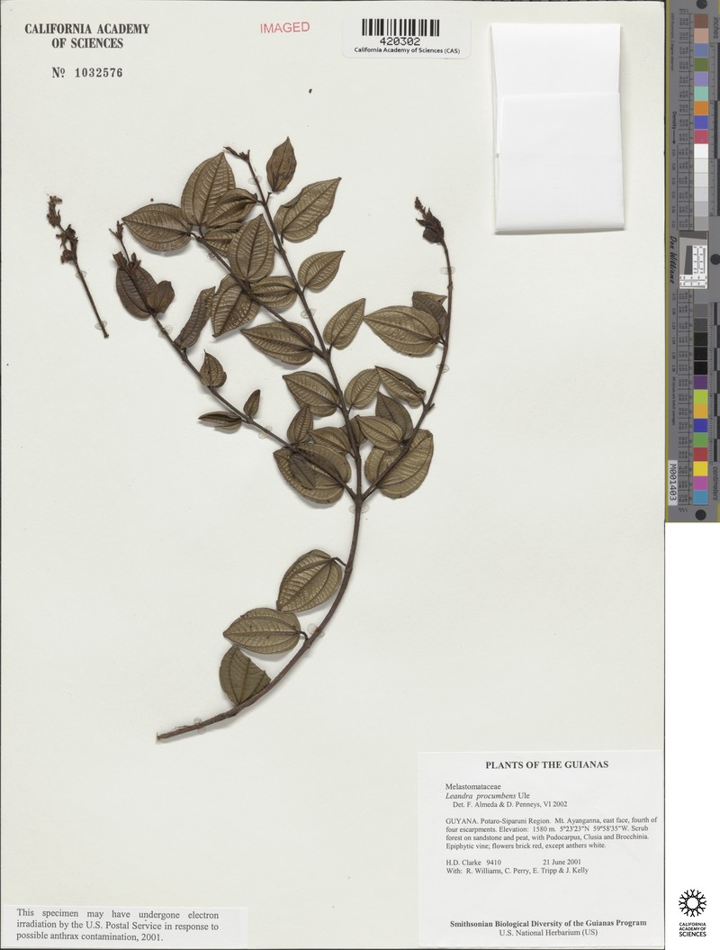 Miconia chimantensis photo 2