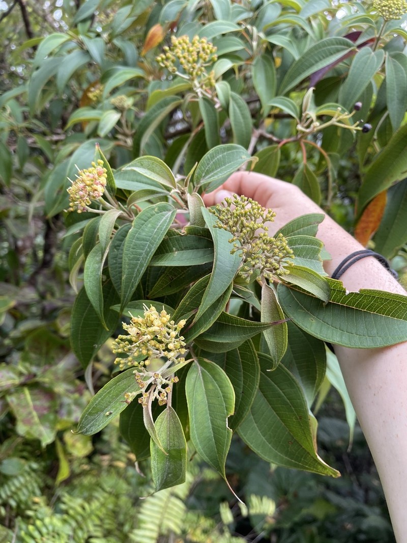 Miconia christophoriana