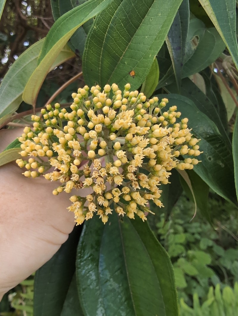 Miconia christophoriana photo 2