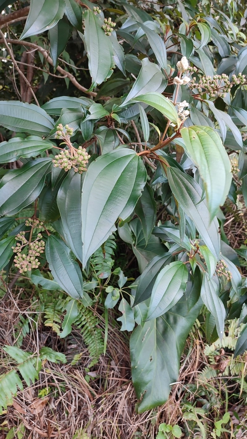 Miconia christophoriana photo 3