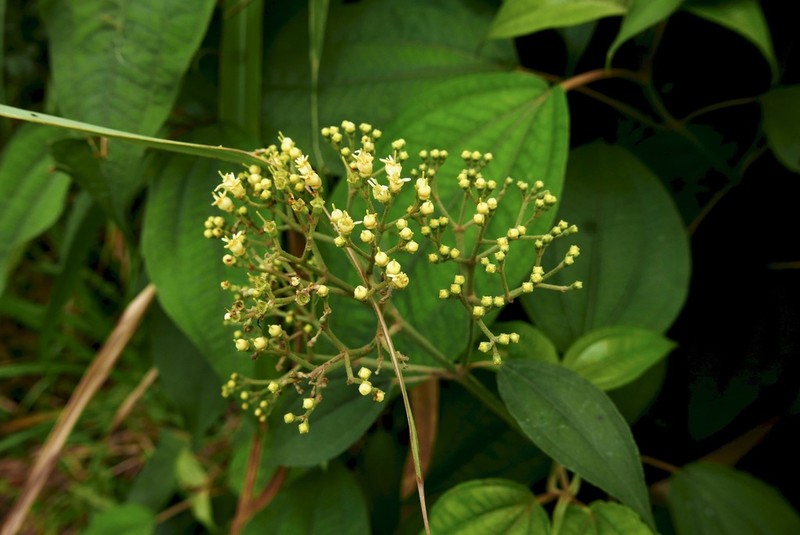 Miconia christophoriana photo 4