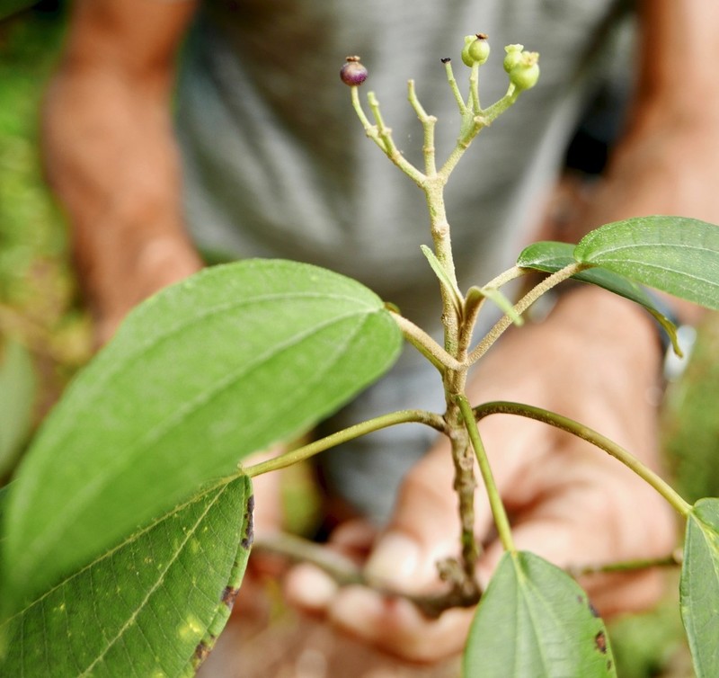 Miconia christophoriana photo 5