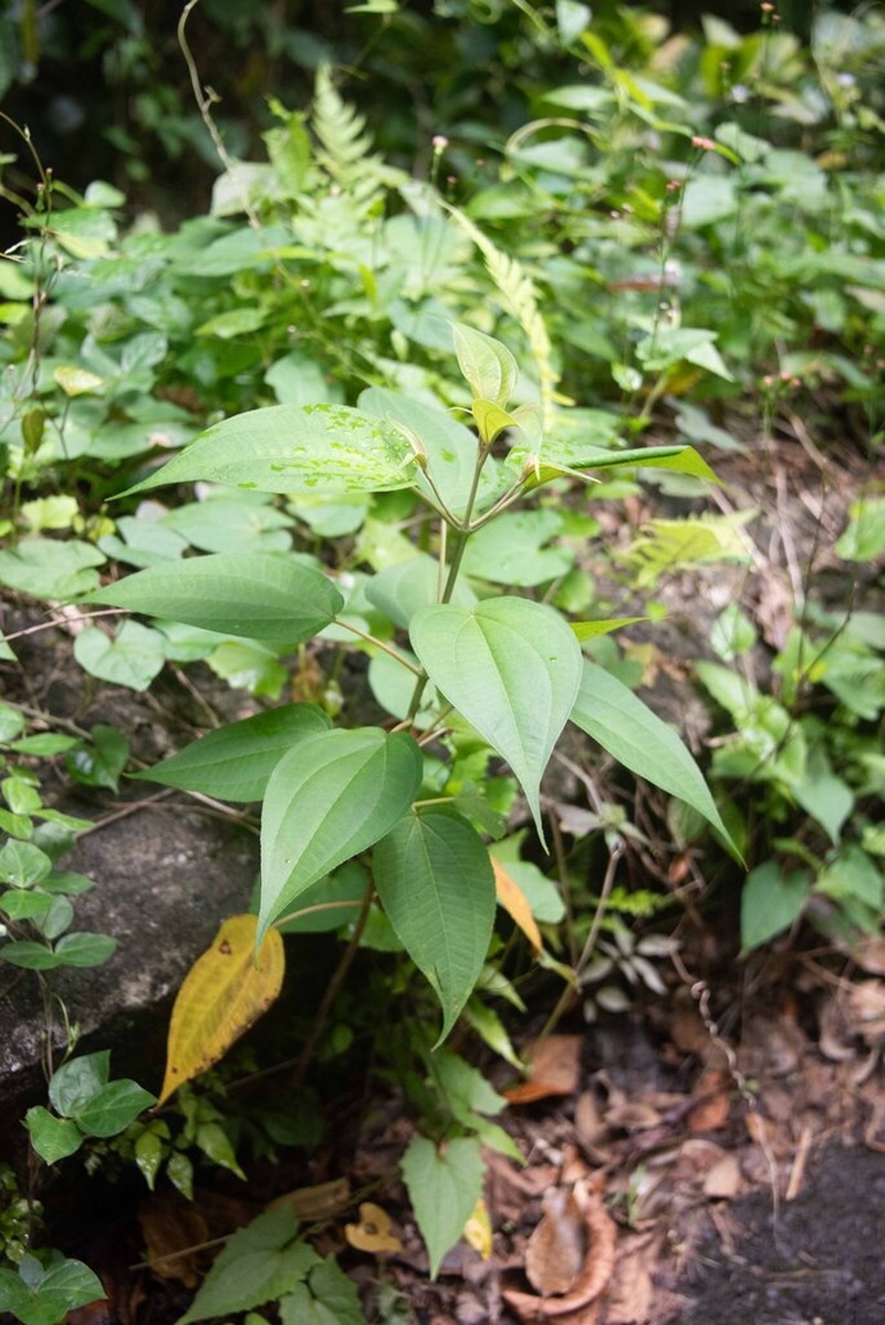 Miconia christophoriana photo 6
