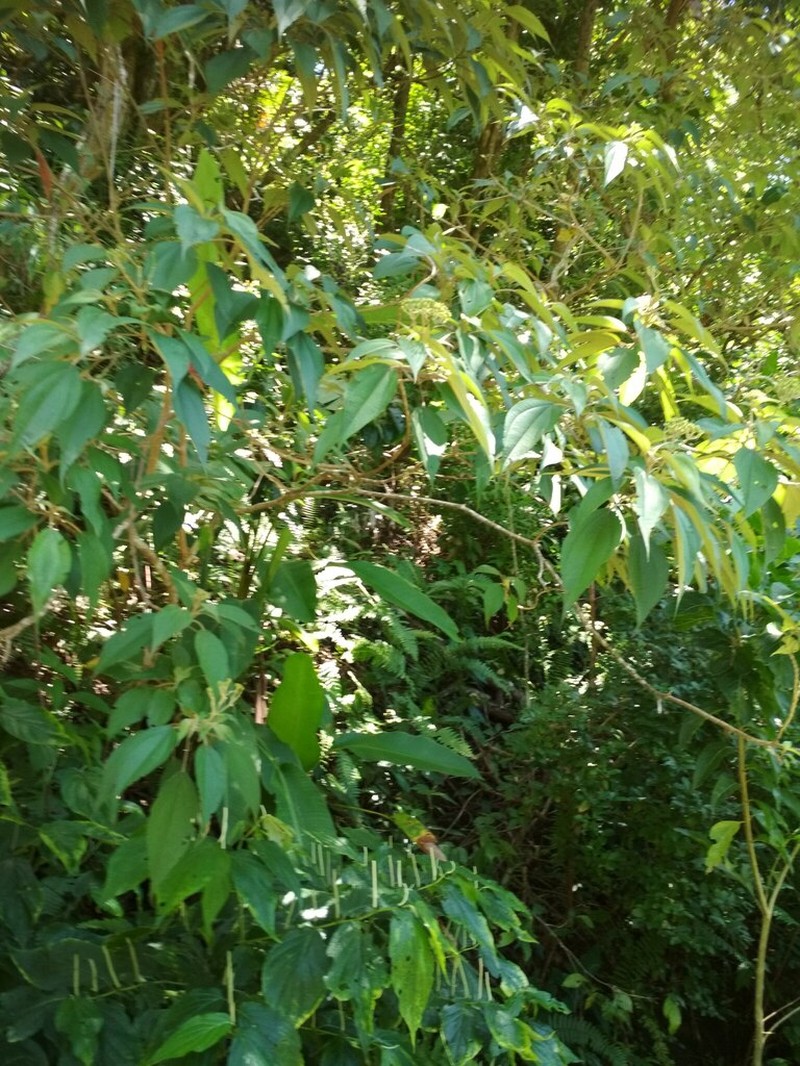 Miconia christophoriana photo 7