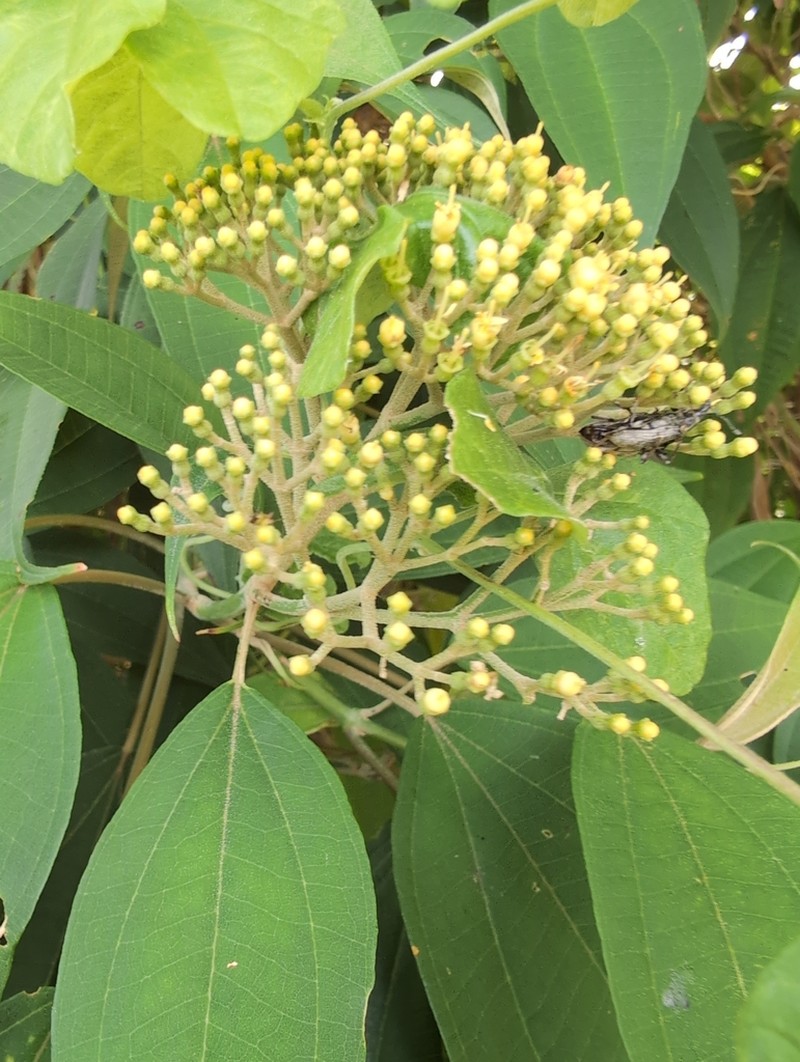 Miconia christophoriana photo 8