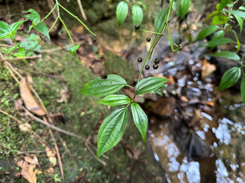 Miconia ciliolata
