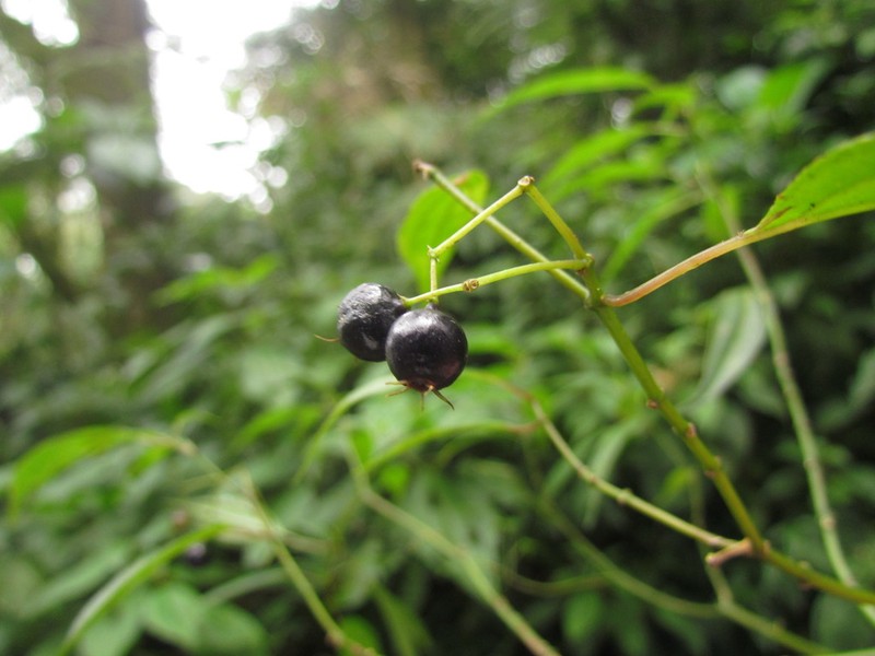 Miconia ciliolata photo 2