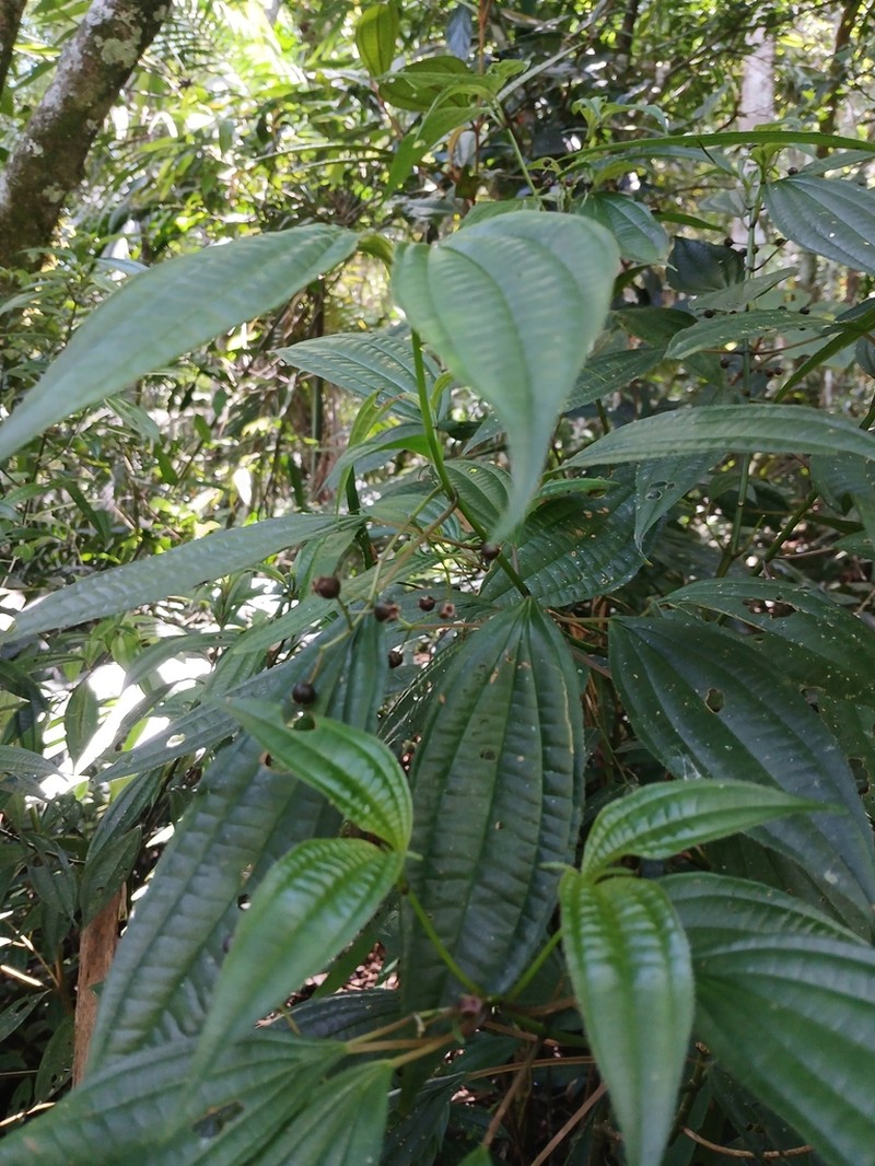 Miconia ciliolata photo 3