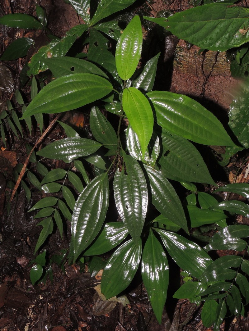 Miconia ciliolata photo 4