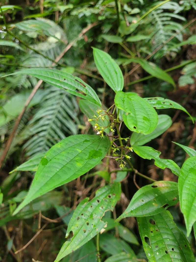Miconia ciliolata photo 5