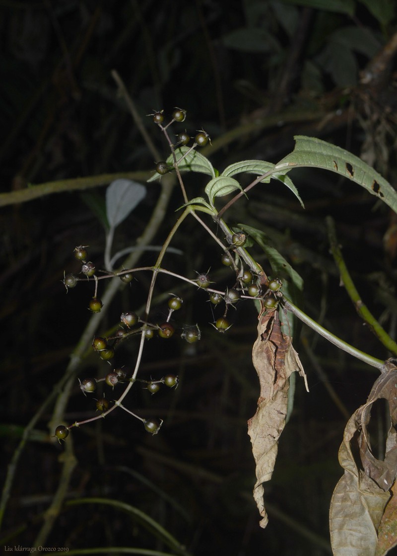 Miconia ciliolata photo 6