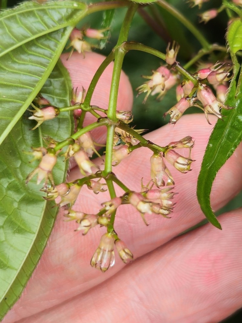 Miconia ciliolata photo 7