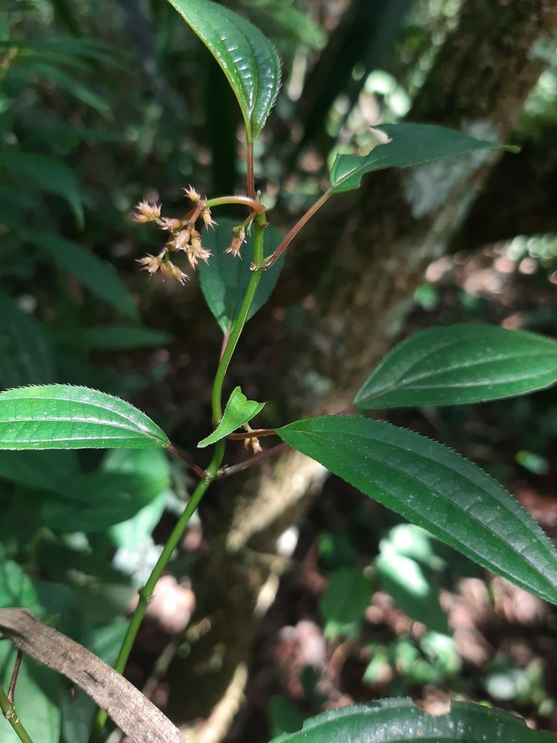 Miconia ciliolata photo 8