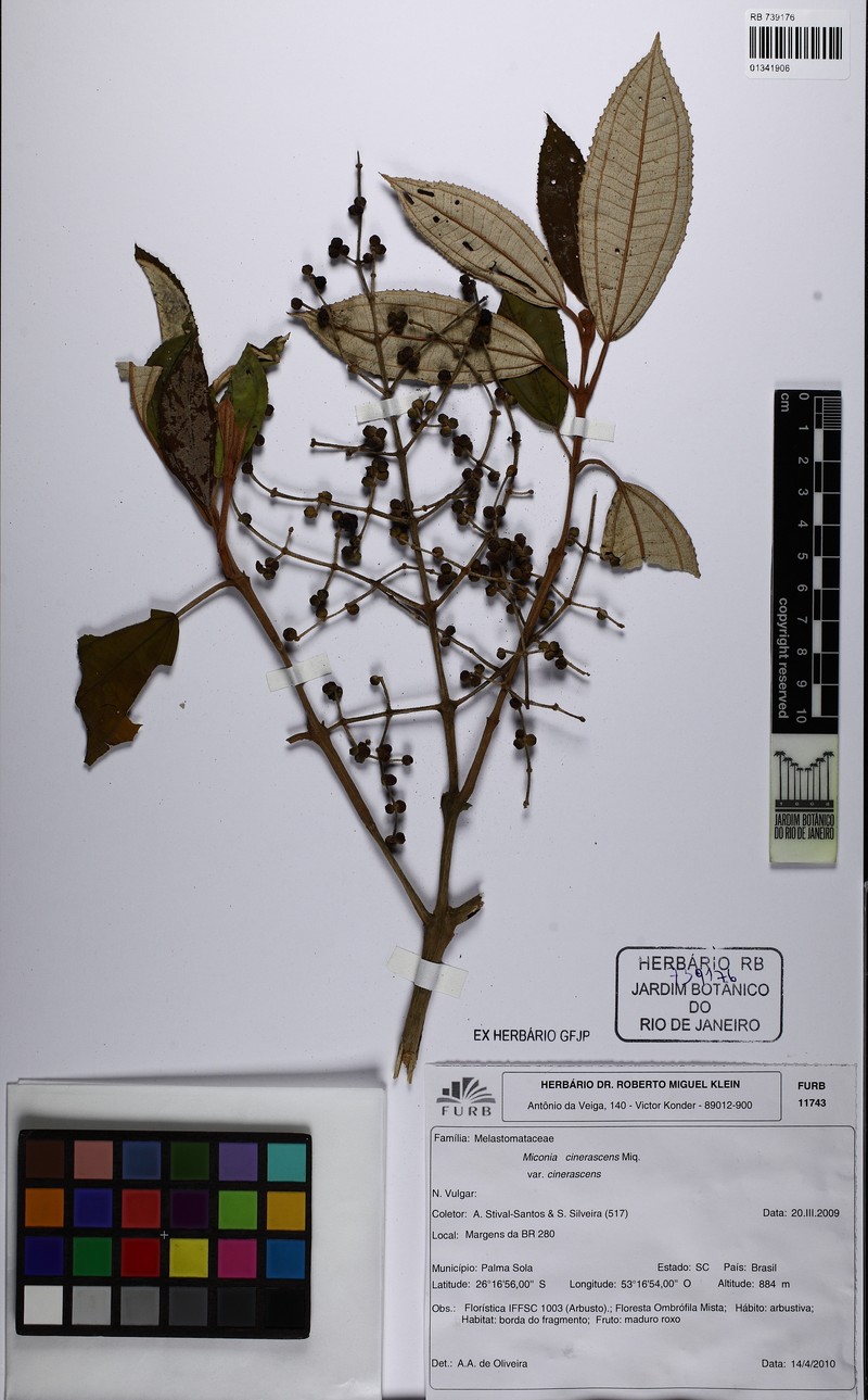 Miconia cinerascens var. cinerascens