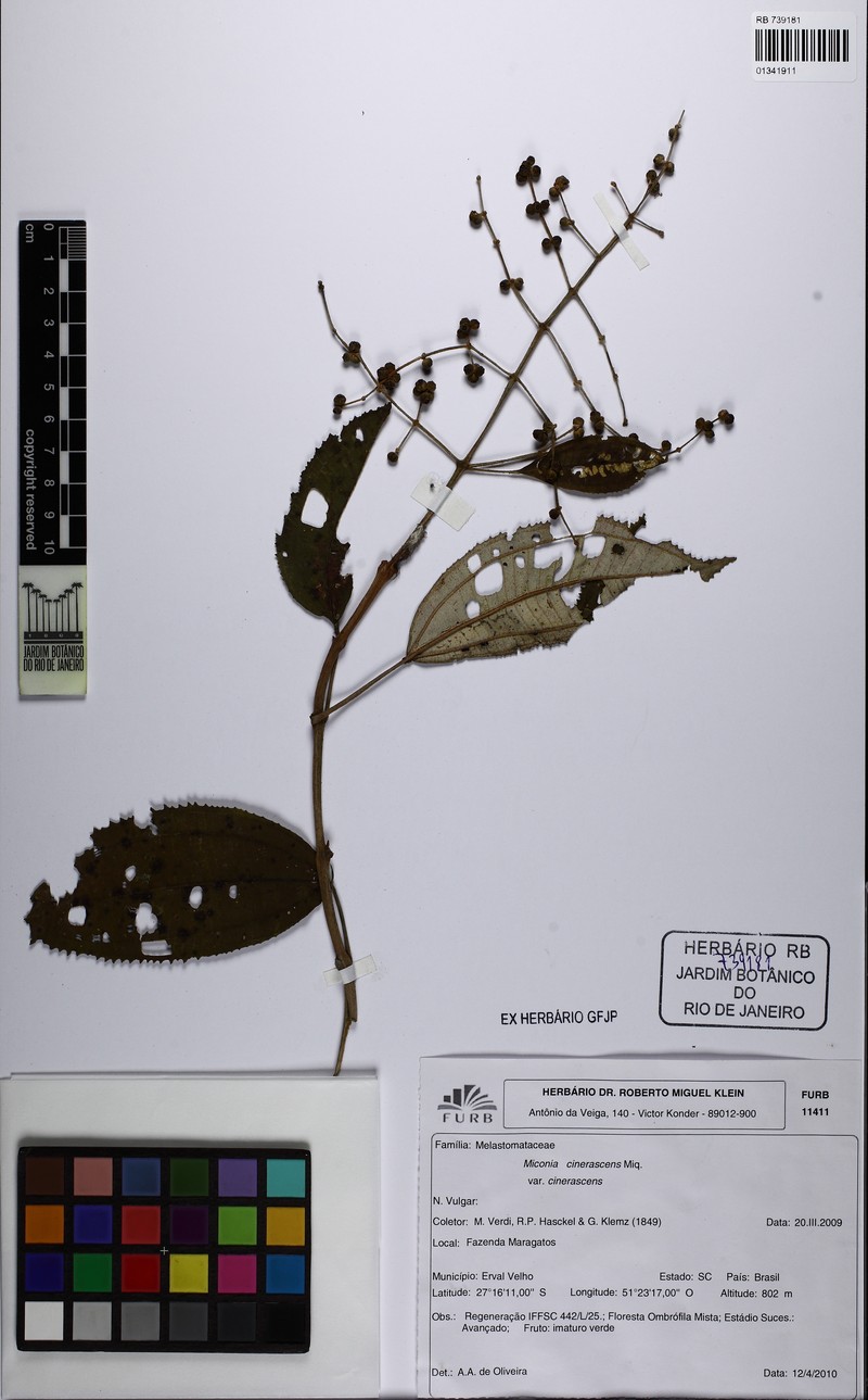 Miconia cinerascens var. cinerascens photo 2