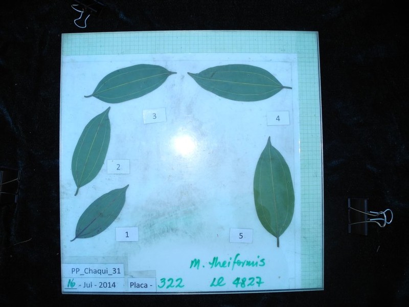 Miconia cinnabarina